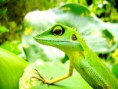 /album/fotogaleria/green-reptile-jpg/